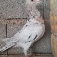 کبوتر سار|حیوانات|گنبد کاووس, |دیوار