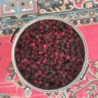 شاه توت