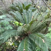 گل سیکاس مادر تنه دار|گل و گیاه طبیعی|کتالم و سادات شهر, |دیوار