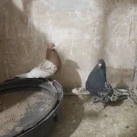 کفتر رنگه|پرنده|مشهد, کوشش|دیوار