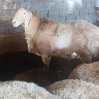 دام زنده تهران .نژاد، افشاری .مغانی .گوسفند پرواری