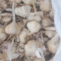 سیر بذری سبدی لشکری|عمده‌فروشی|بهار, |دیوار