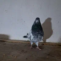 کبوترگرفته شده بصورت یکجا فروش|پرنده|سنگر, |دیوار