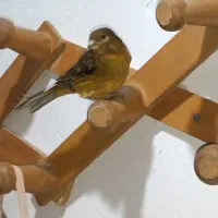 قناری دستی|پرنده|برازجان, |دیوار