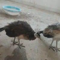 طاووس|پرنده|بیرجند, |دیوار