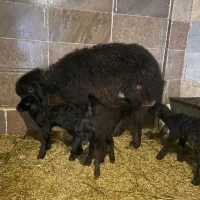 گوسفند نر و‌ماده هموزیگوت و هتروزیگوت چند قلو زا|حیوانات مزرعه|تبریز, |دیوار