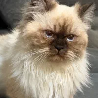 گربه هیمالین ماده