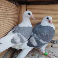 دوکت خطی|پرنده|شوشتر, |دیوار