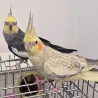 عروس هلندی نر و ماده با جوجه|پرنده|شیراز, غدیر شمالی|دیوار