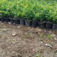 پیتسپروم و یاس|گل و گیاه طبیعی|کلاچای, |دیوار