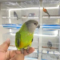 طوطی کاسکو ماکائو|پرنده|قشم, |دیوار