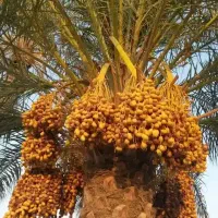 خرمای خاصوئی و هلیله ای