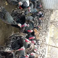 بوقلمون طبیعی|حیوانات مزرعه|مشگین شهر, |دیوار