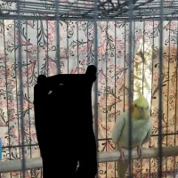 عروس هلندی ماده|پرنده|بندرلنگه, |دیوار