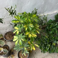 گلهای موجود تخفیفی