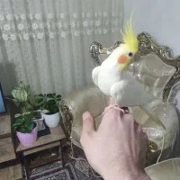 عروس لوتینو نر سخنگو