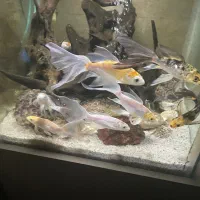 ماهی کوی|ماهی|یزد, |دیوار