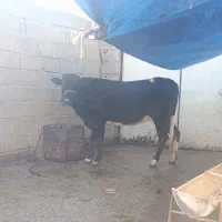 گوساله ماده|حیوانات مزرعه|سیروان, |دیوار