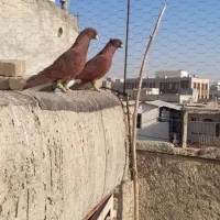 کفتر|پرنده|اقبالیه, |دیوار