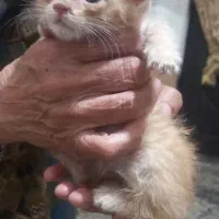 سرپرست برای بچه گربه