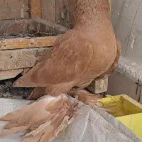 کفتر  زردی سرور سرکه‌ای راعبی