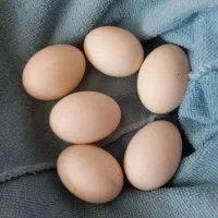 تخم اردک خوردنی