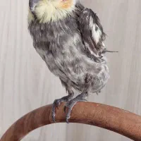 مرغ مینا و عروس هلندی|پرنده|شاهین‌شهر, شهرک هشت بهشت|دیوار