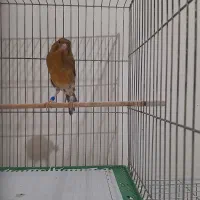 قناری ماده آماده