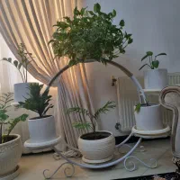 جای گل|گل و گیاه طبیعی|گرگان, |دیوار