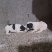 واکذاری دو عدد توله پا کوتاه پشمالو