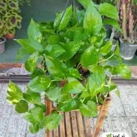 گل های آپارتمانی|گل و گیاه طبیعی|ملایر, |دیوار