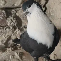 کبوتر اسپلیت