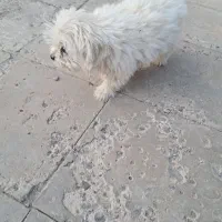 سگ شیتزو|سگ|بم, |دیوار