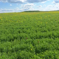 10-هکتار-زمین-برای-عدس