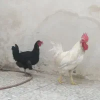 مرغ خروس عربی