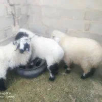 سه بره نر سنگین وزن ارکدام20کیلوگوشت|حیوانات مزرعه|زهک, |دیوار