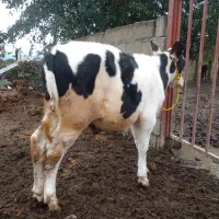 ۲عدد کل نر دورگ اصیل|حیوانات مزرعه|سنگر, |دیوار