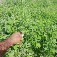 بذر یونجه محلی