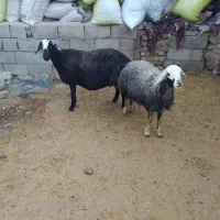 تعداد ۲میش اوستن|حیوانات مزرعه|تربت جام, امام|دیوار