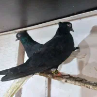 دم سفید|پرنده|سبزوار, هویزه|دیوار