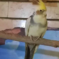 عروس هلندی نر بالغ