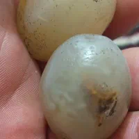 مهره های کهنه سلیمانی