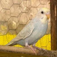 مرغ عشق ماده