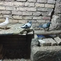 چند عدد  رنگی. سبز و سده خال تک و چپ سفید المانی