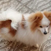 سگ پامر 9ماهه