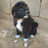 سک پامر پاکوتاه