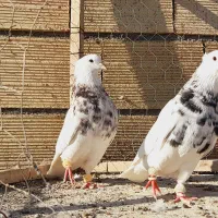 نروماده طوقی هفرنگ عتیغه اس اس|پرنده|مشهد, انقلاب|دیوار