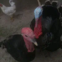 انواع بوقلمومرغ ،خروس،مرغ لاریم هست|حیوانات مزرعه|اسدآباد, |دیوار