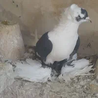 ۱۰ تا کبوتر|پرنده|تبریز, |دیوار