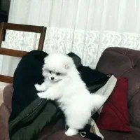 سگ پامر|سگ|خرمدره, |دیوار